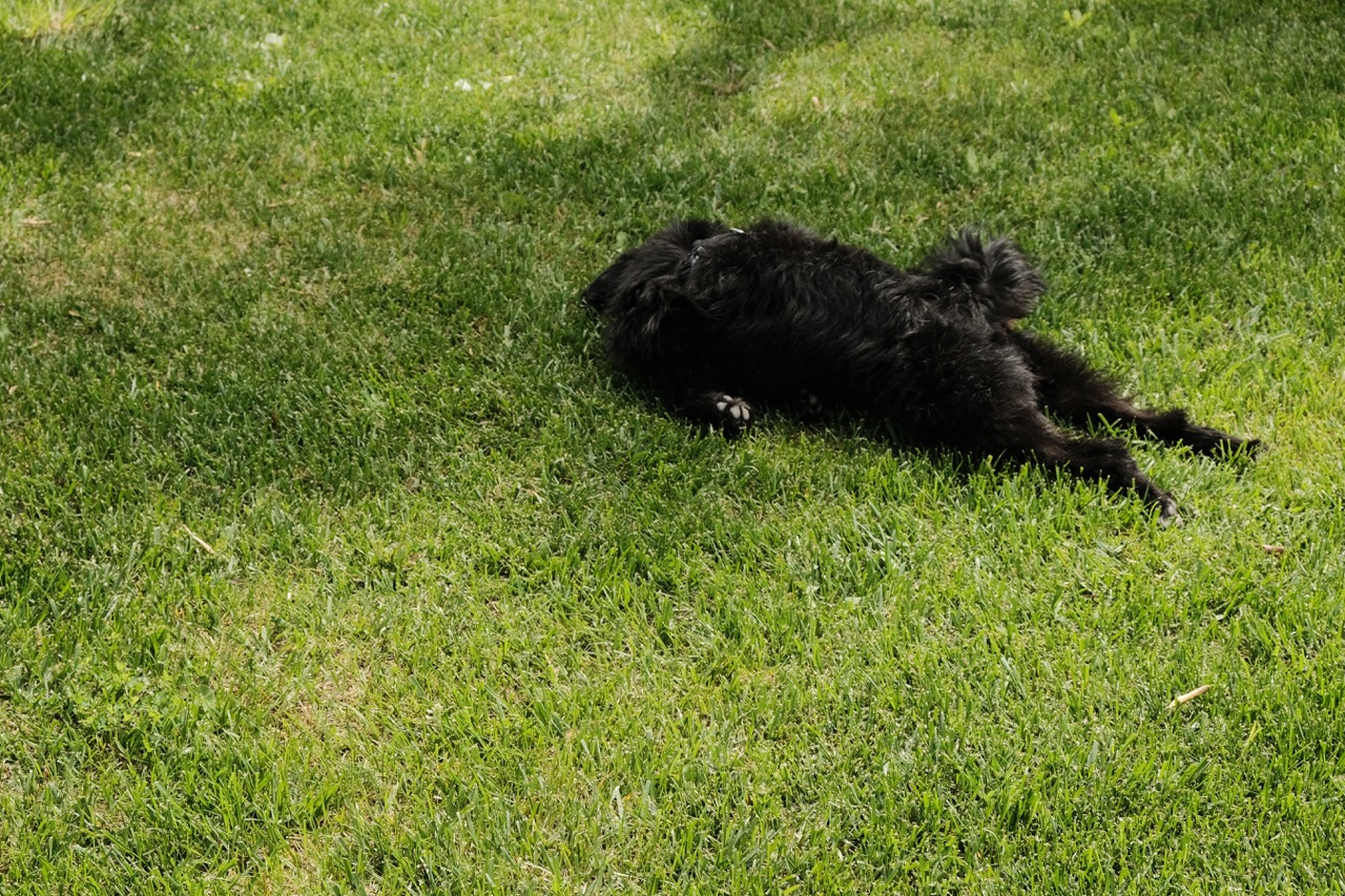 Lana enjoying the perfect grass at Vada Village in Tuscany on a road trip we took.