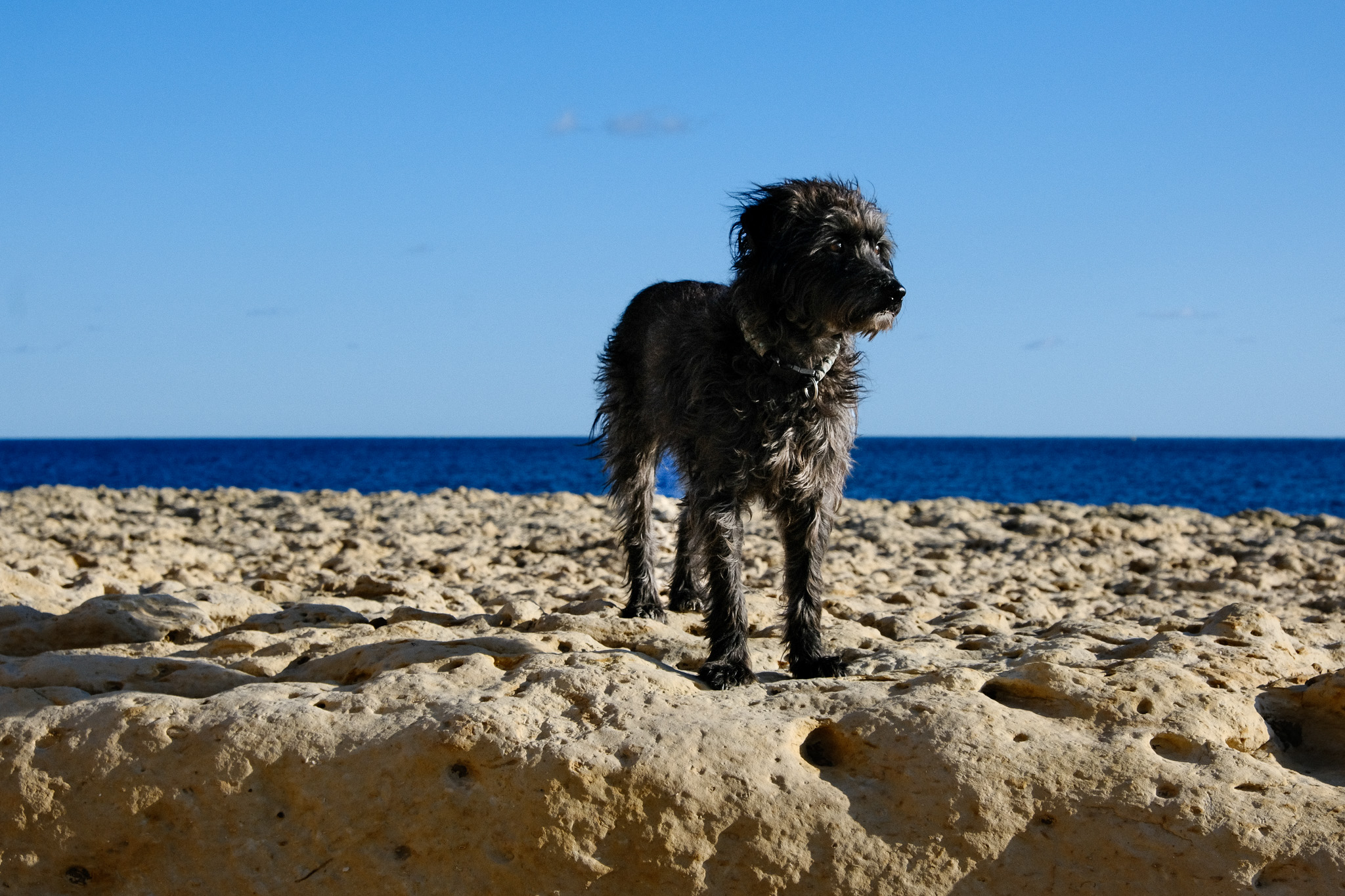 Lana, my mixed breed ca. 10kg black haired dog, standing heroically on a beach on Malta.